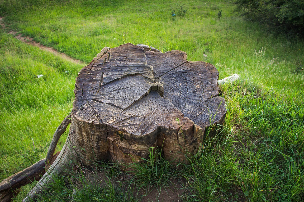 The Link Between Deforestation and Pandemics